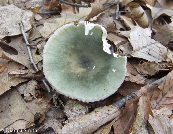 Russula subgraminicolor 2303