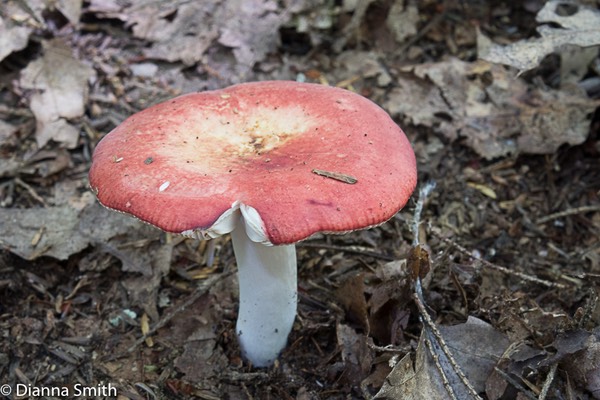 Russula subpuncta 0798