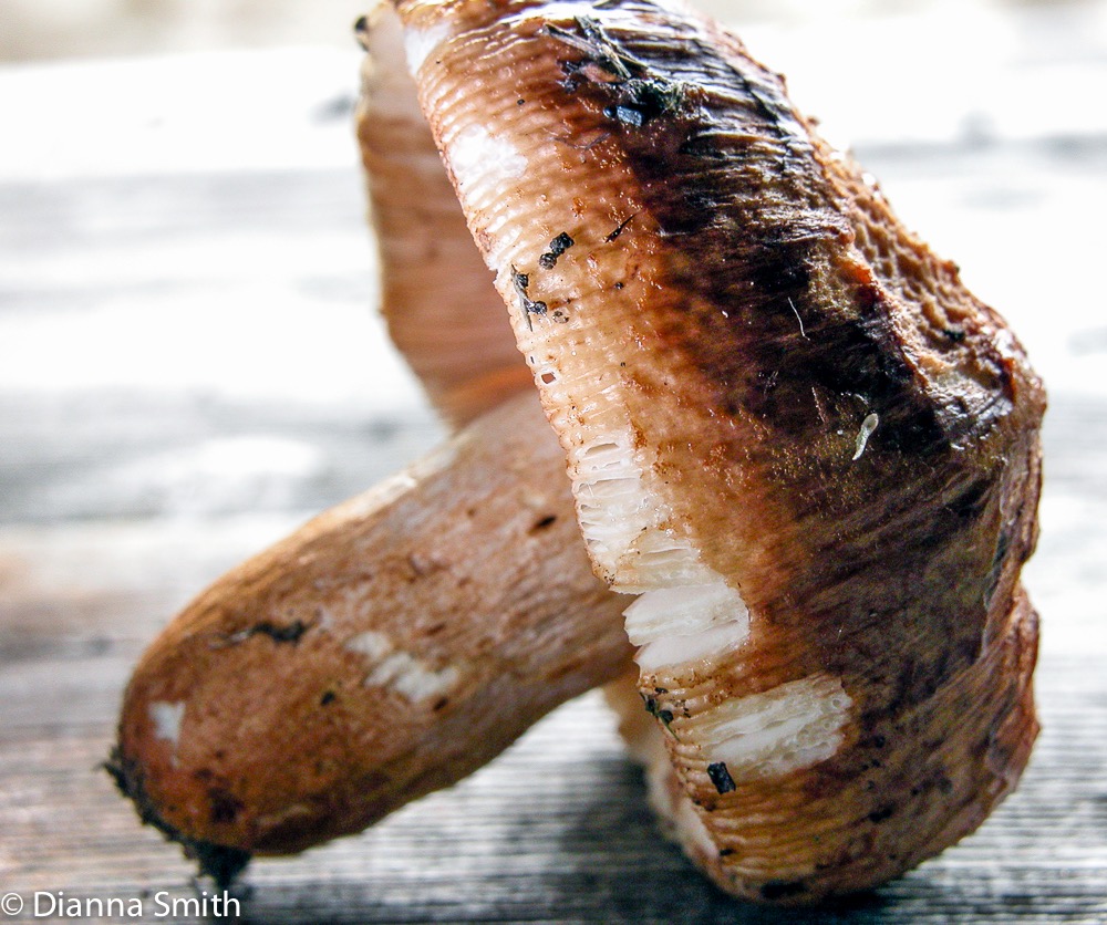 Russula ventricosipes6533