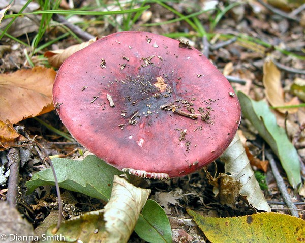 Russula vinacea8997