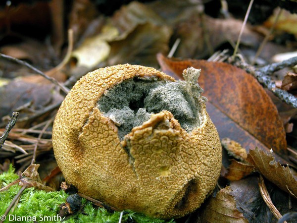 Scleroderma  citrinum8113