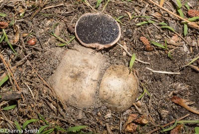 Scleroderma cepa04515