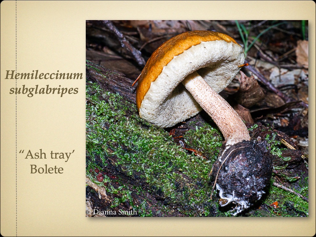 Slide36