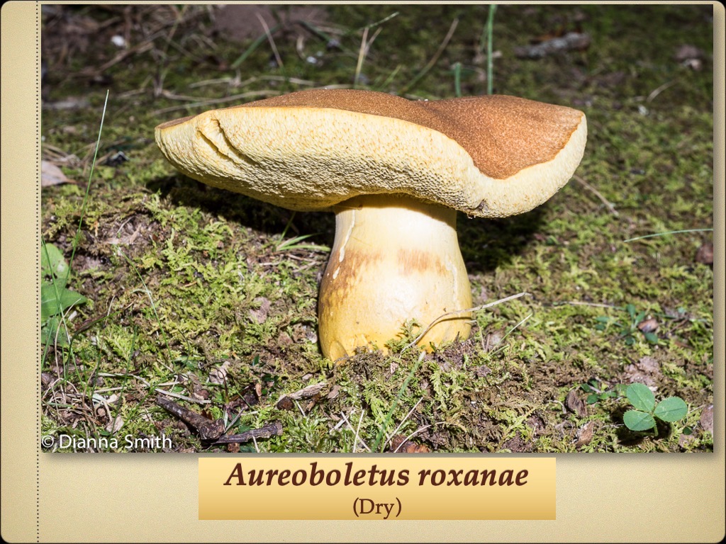 Slide61