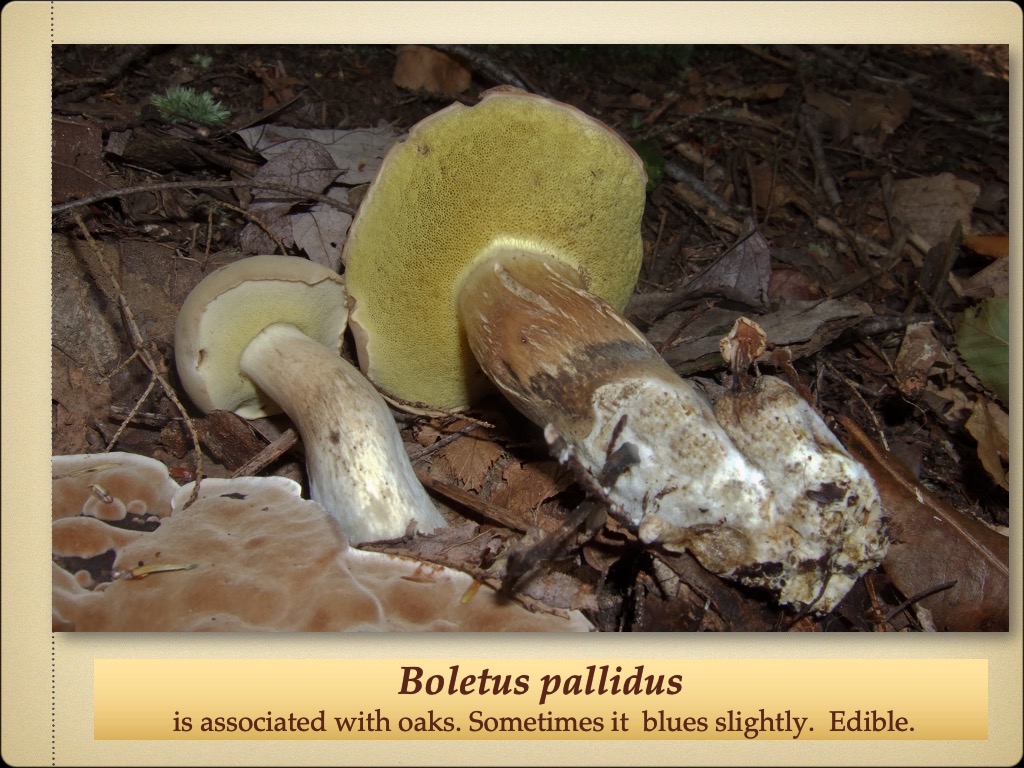 Slide66