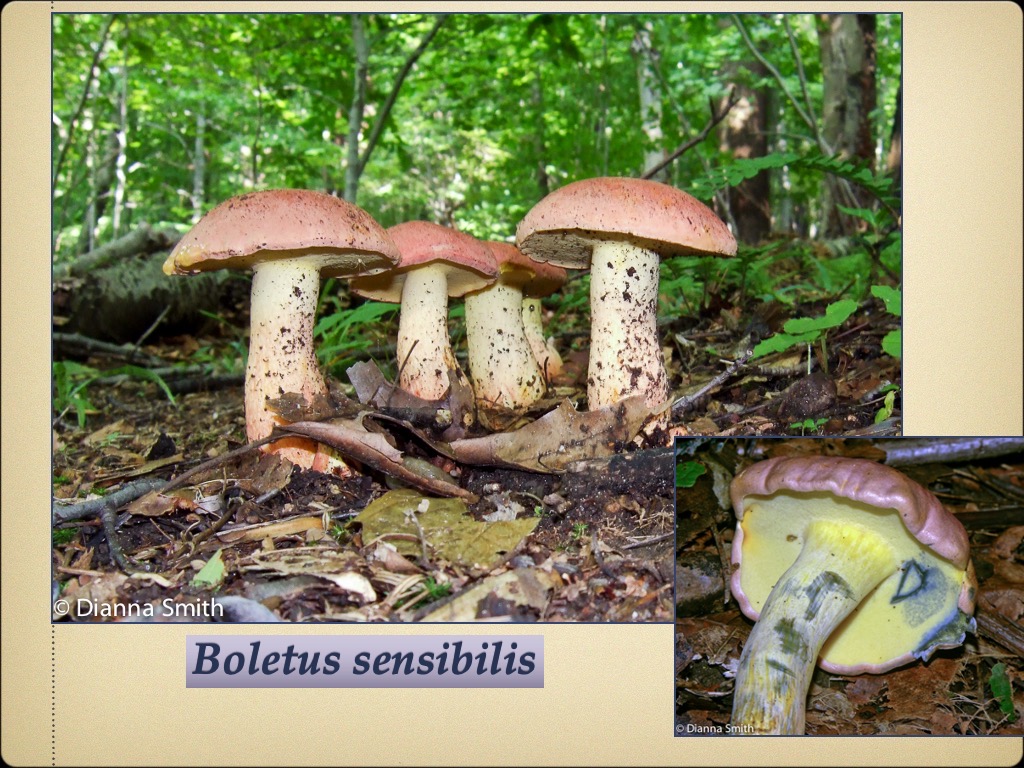 Slide75