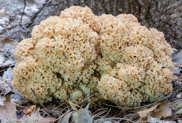 Sparassis americana   02641