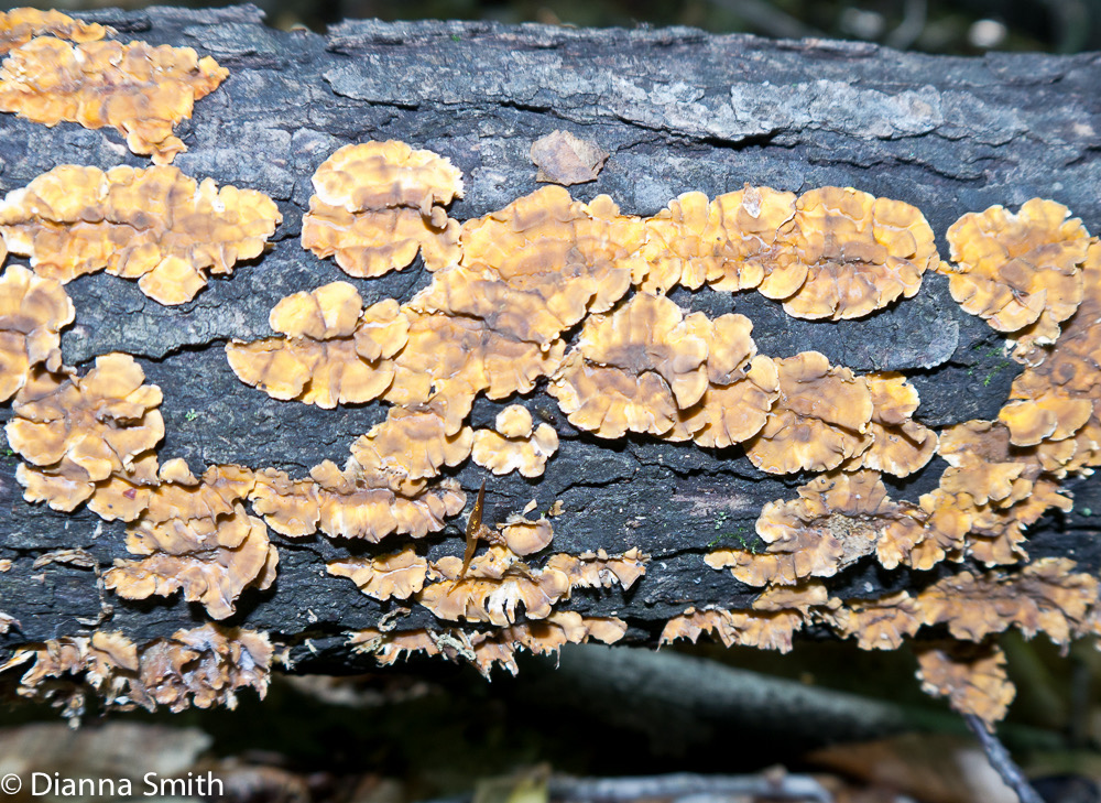 Stereum complicatum1000093