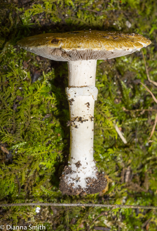 Stropharia hardii02829