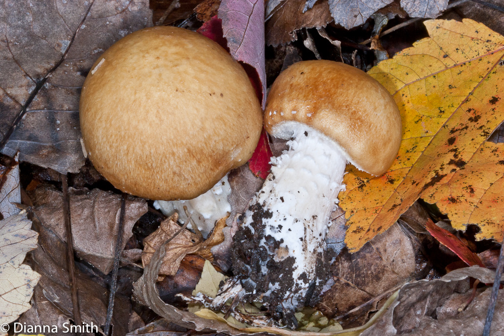 Stropharia hardii6992