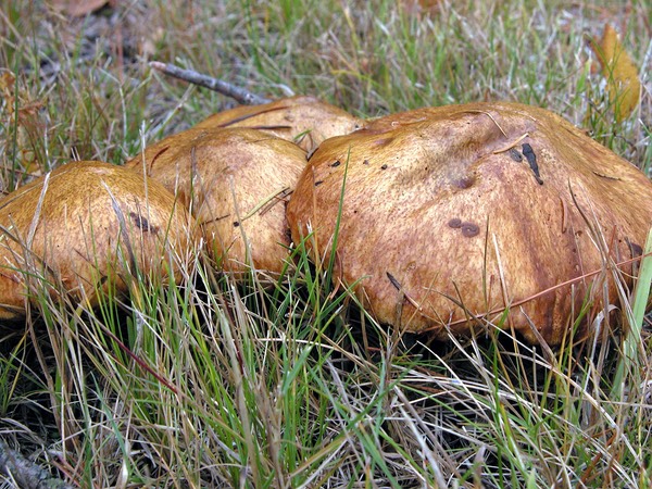 Suillus americanus1478