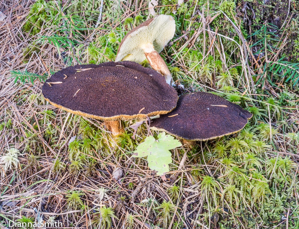 Suillus cavipes 04115