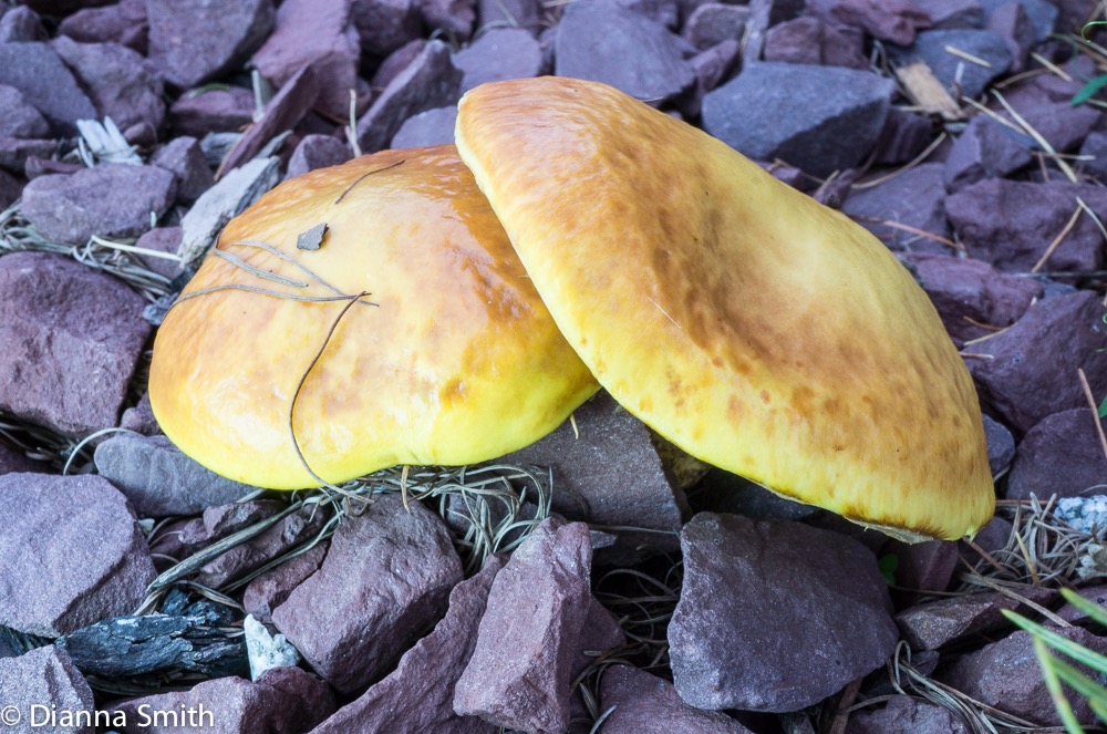 Suillus grevellei 03885