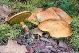 Suillus grevellei03882