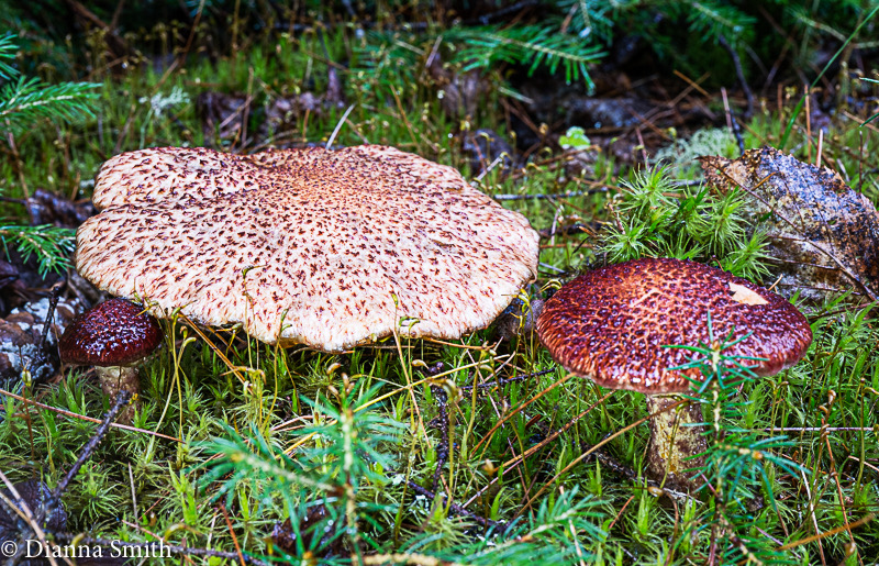 Suillus spraguei 01950