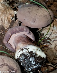 Sutorius eximius02927