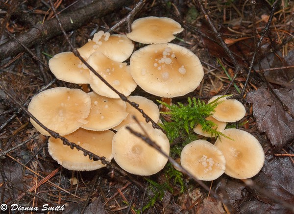 Syzygospora mycetophila on Gymnopus dryophilus (Collybia dryophila) 9