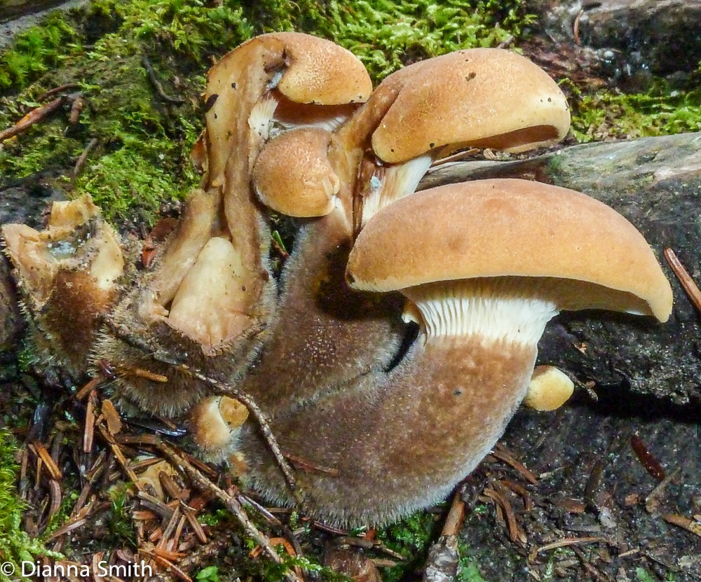 Tapinella atrotomentosa (Paxillus) atrotomentosus)0909