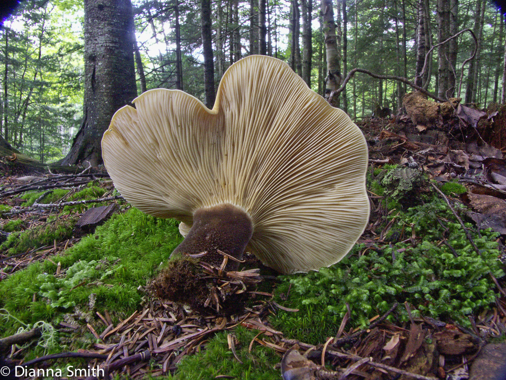 Tapinella atrotomentosa (Paxillus atrotomentosus)1751