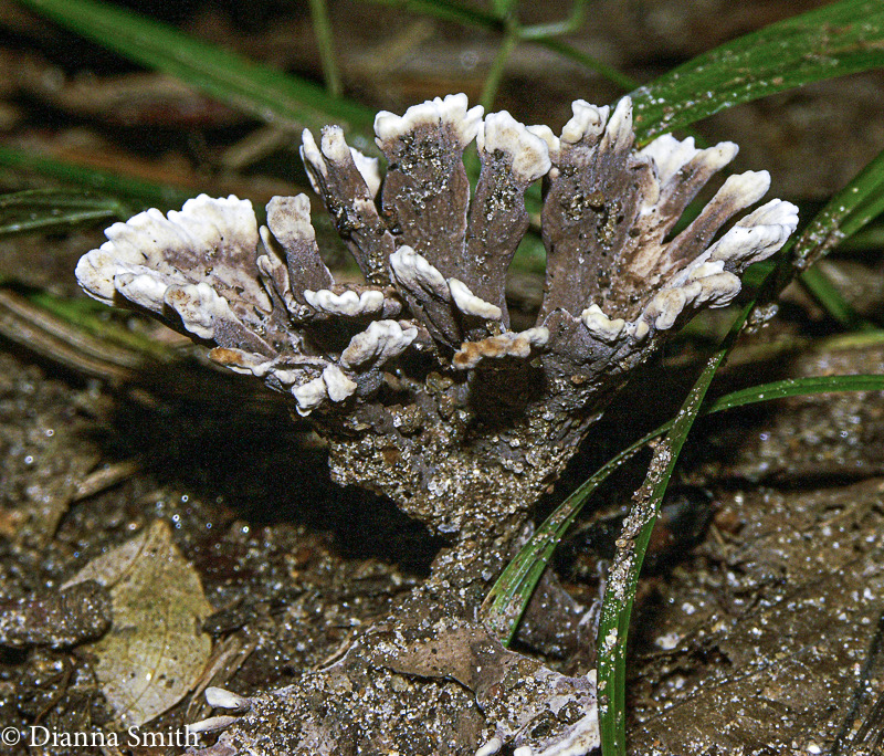 Thelephora palmatus2730