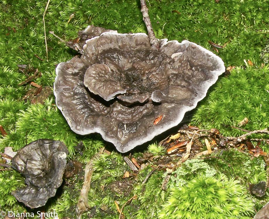 Thelephora terrestris 3441