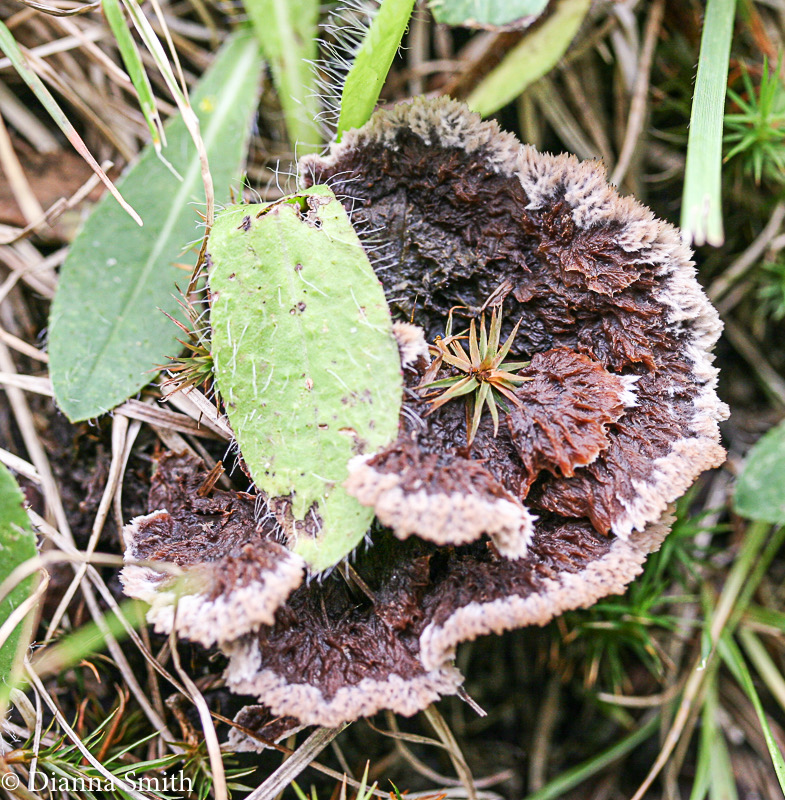 Thelephora terrestris  1135