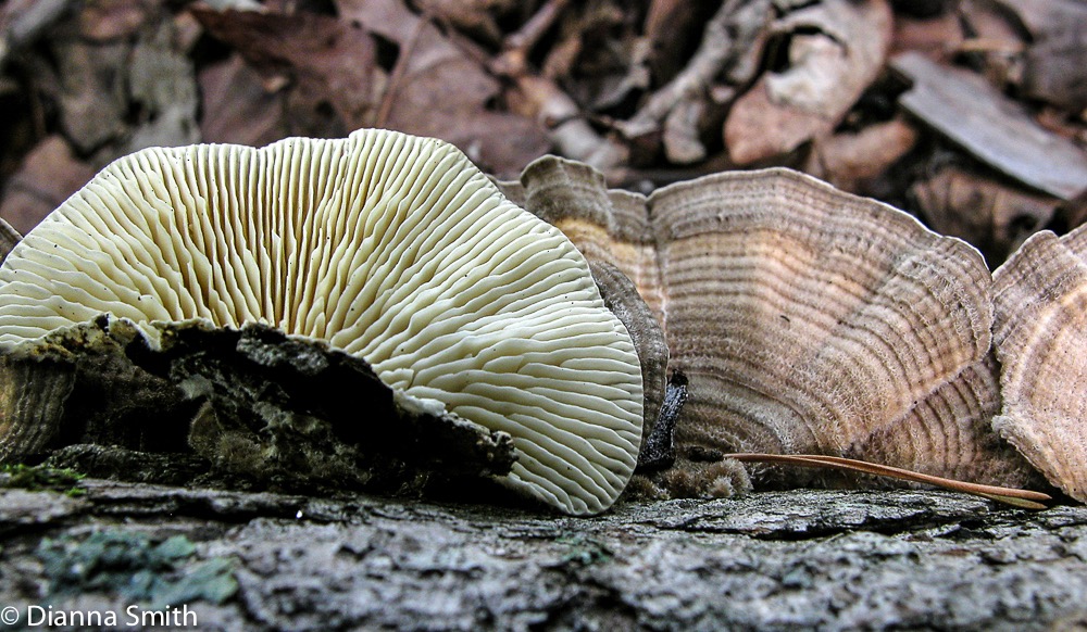 Trametes (Lenzites) betulina1765