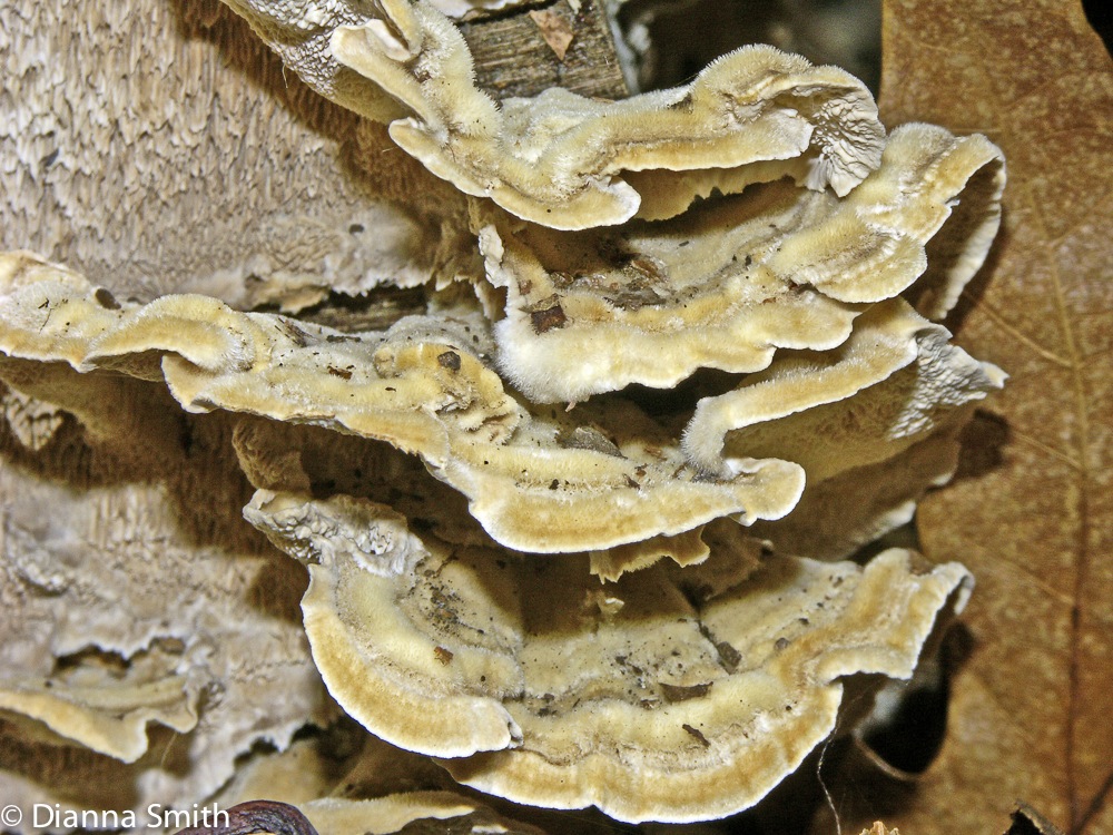 Trametes pubescens 4306
