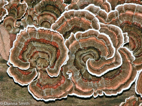 Trametes versicolor3271-2