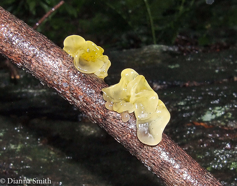 Tremella aurantia 1665