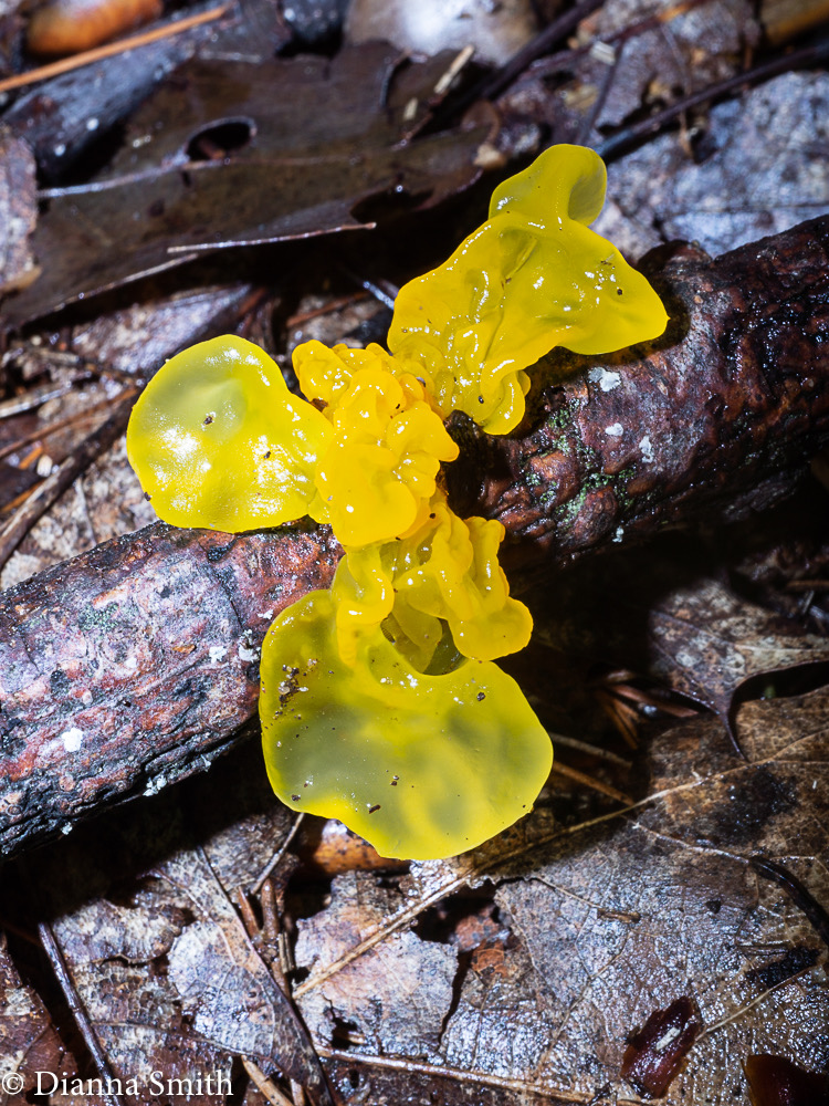 Tremella mesenterica 07964