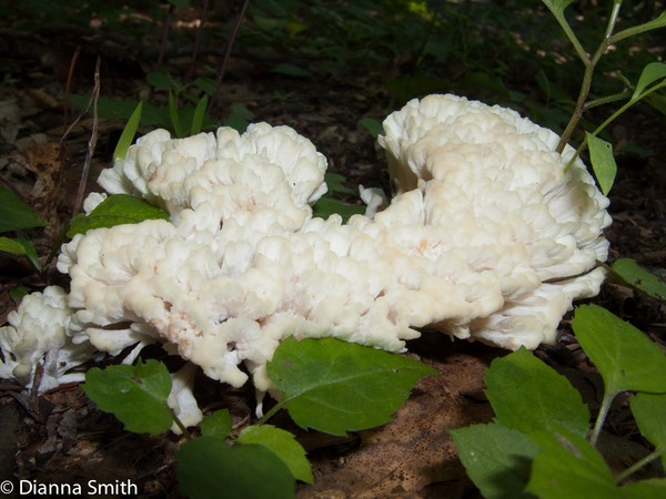 Tremellodendon schweinitzii (Tremellodendron pallidum)2918