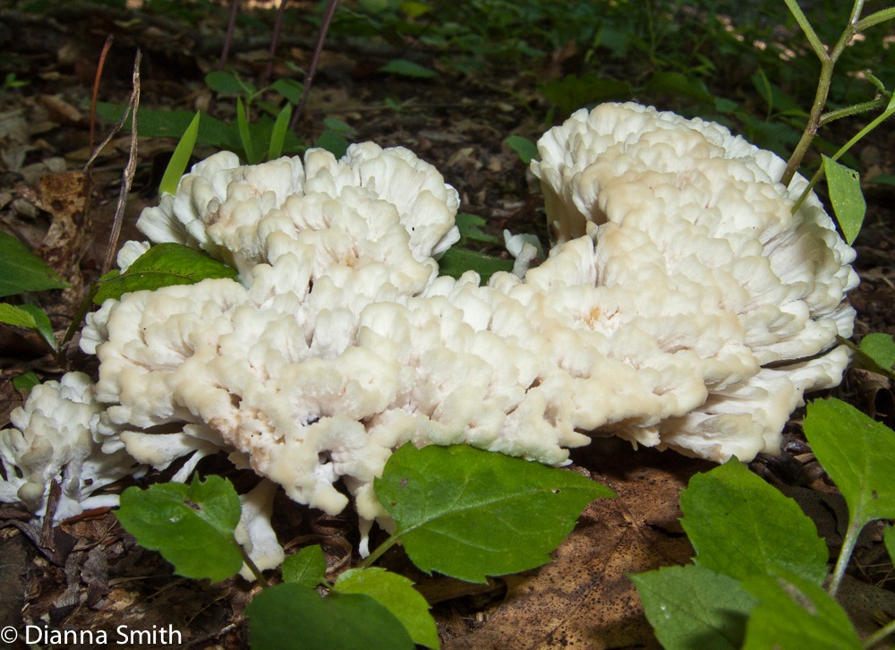 Tremellodendron pallidum2918