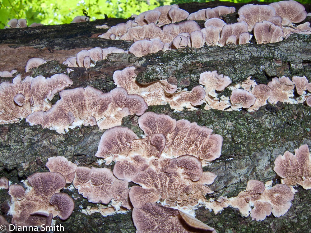 Trichaptum biforme2984