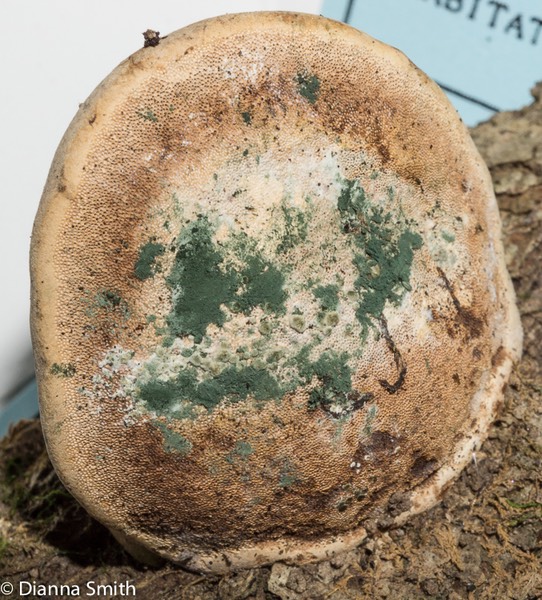 Trichoderma harzianum01597