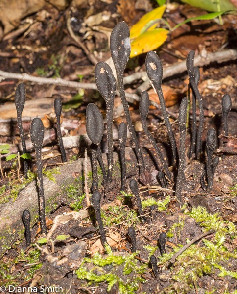 Trichoglossum walteri02781