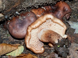 Tricholoma 04088