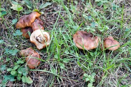 Tricholoma 06257