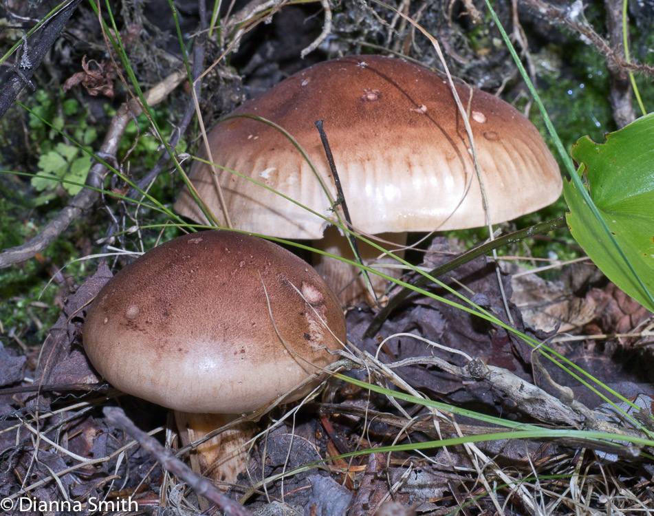 Tricholoma 1020614