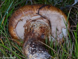 Tricholoma 6630