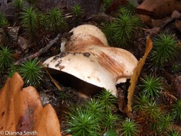 Tricholoma 66739