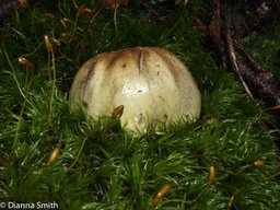 Tricholoma 66742