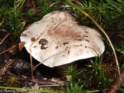 Tricholoma 66743