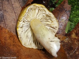 Tricholoma 6728