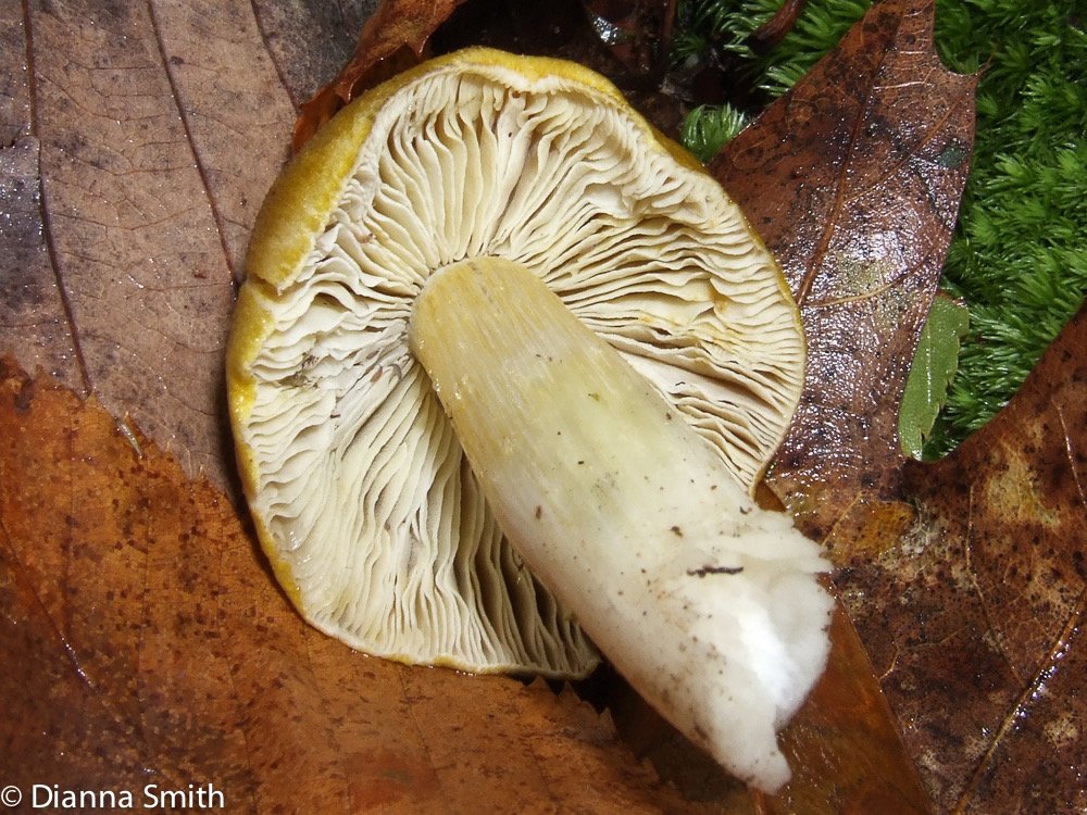 Tricholoma 6728