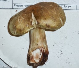 Tricholoma aestuans1020823