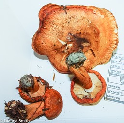 Tricholoma aurantium 03054