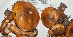 Tricholoma aurantium03235