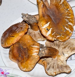Tricholoma aurantium1020205