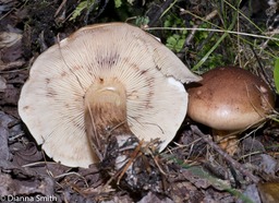 Tricholoma aurantium1020615